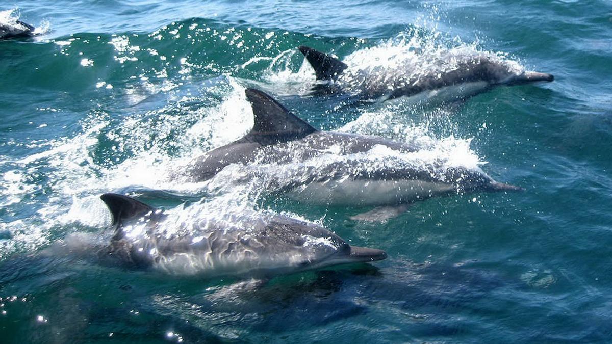Ejemplares de delfín mular.