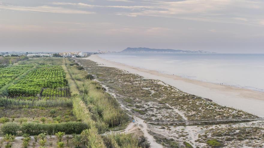 La playa de l’Auir de Gandia, con Xeraco y Cullera al fondo, en una imagen donde, a la izquierda, se aprecian las palmeras que serán retiradas.