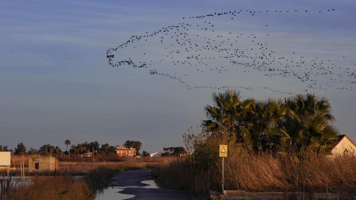 Cientos de aves sobrevuelan al atardecer la majal de Almarda.