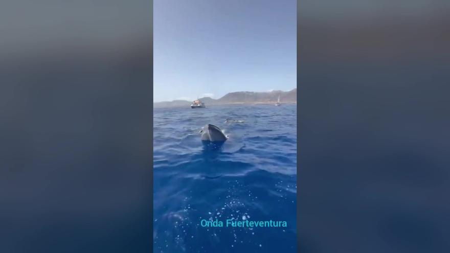 Rescatan una ballena en apuros en aguas de Fuerteventura.