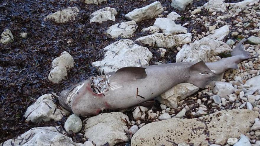 Aparece un tiburón muerto en una playa de Xàbia