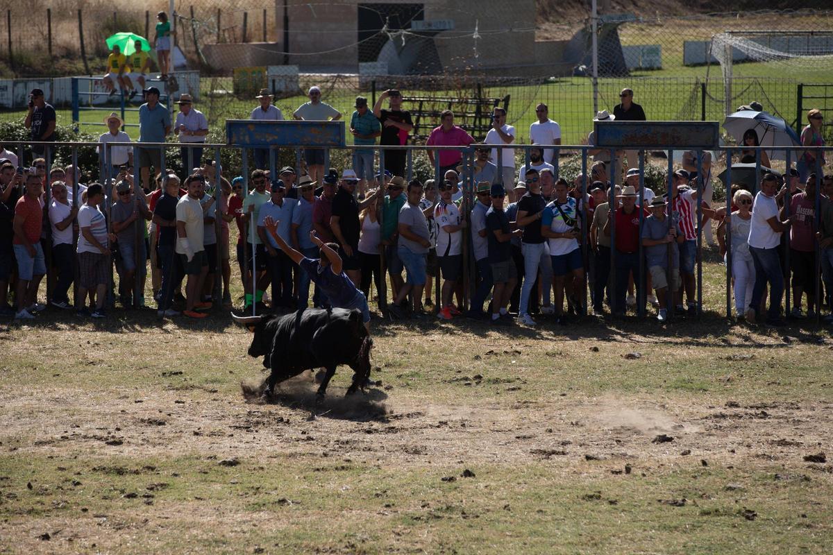 GALERÍA | Venialbo vibra con el encierro mixto de sus fiestas GALERÍA | Venialbo vibra con el encierro mixto de sus fiestas