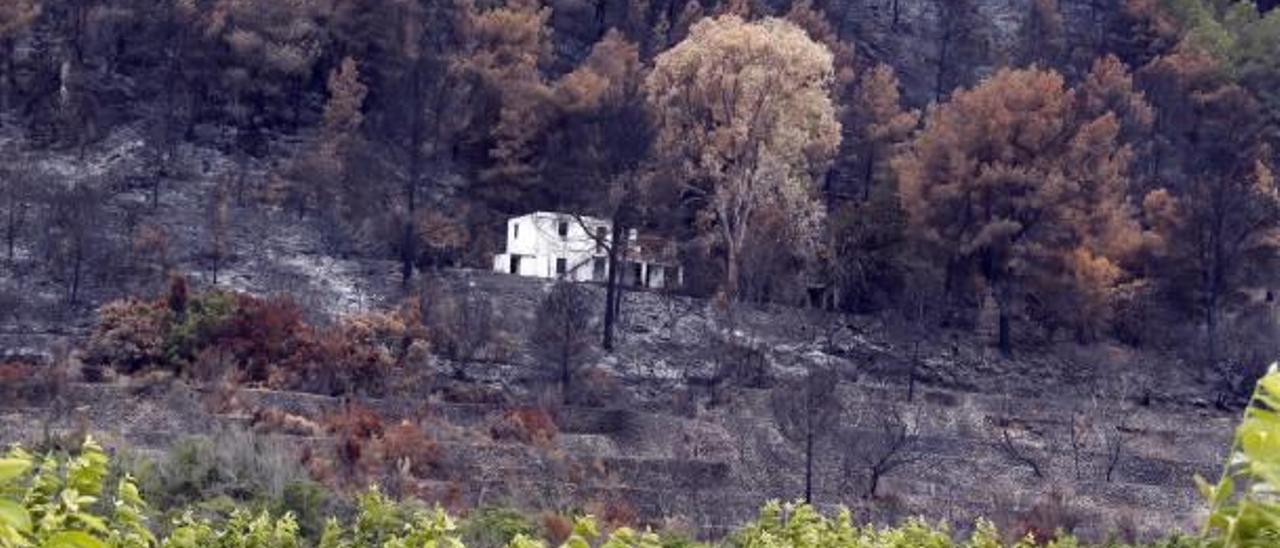 Los jabalíes rastrean los cultivos al arder la masa forestal de Carcaixent