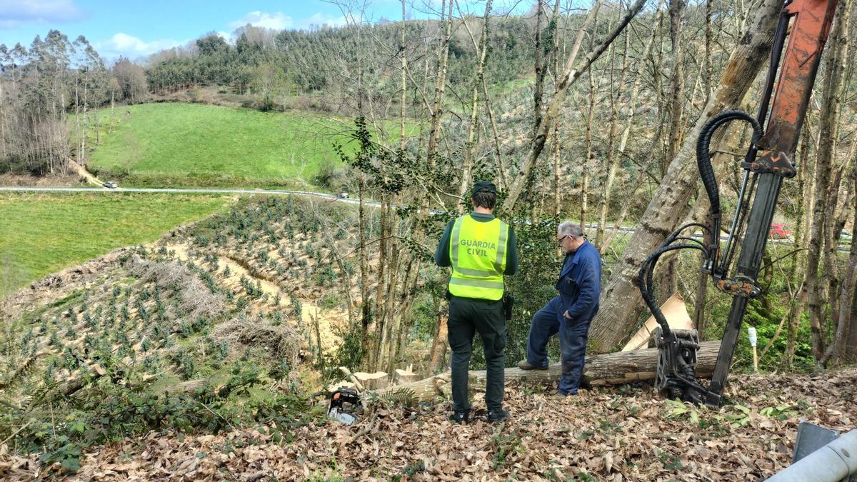 VIDEO: Un fallecido en Valdés tras caerle un árbol encima cuando talaba para leña