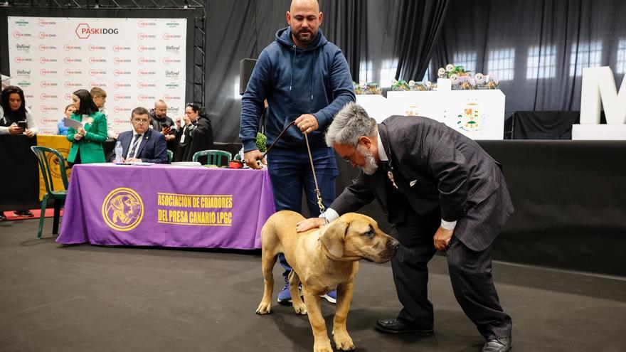 La Villa de Moya alberga el &#039;I Concurso Monográfico del Presa Canario&#039;