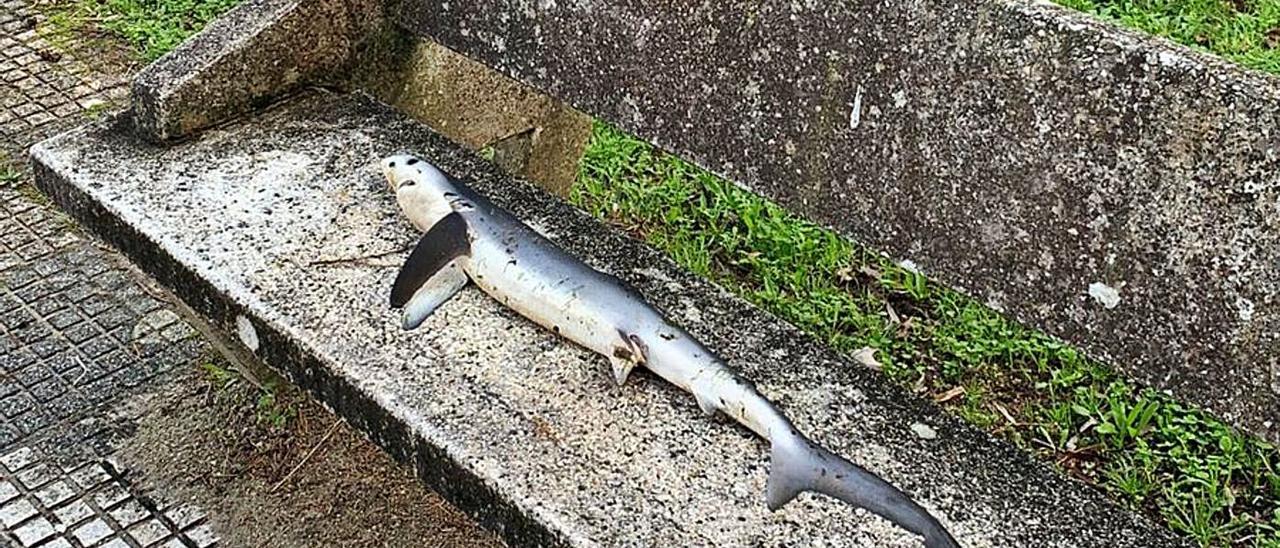 “Sharknado” en Aldán. | FDV