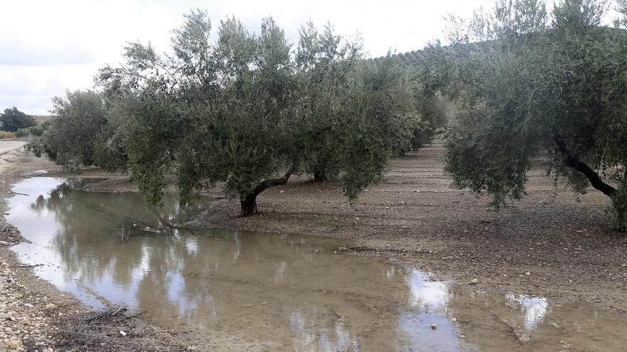 El agua caída en Córdoba augura una mejoría en las próximas campañas del olivar