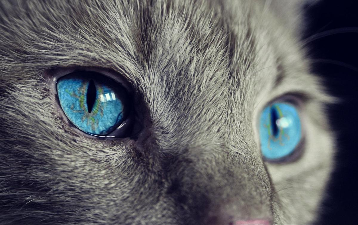 Ojos de un gato