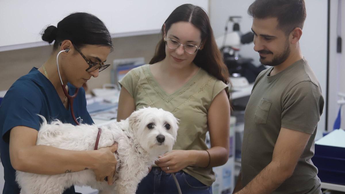 Un perro pasa una revisión en una clínica veterinaria de Córdoba.
