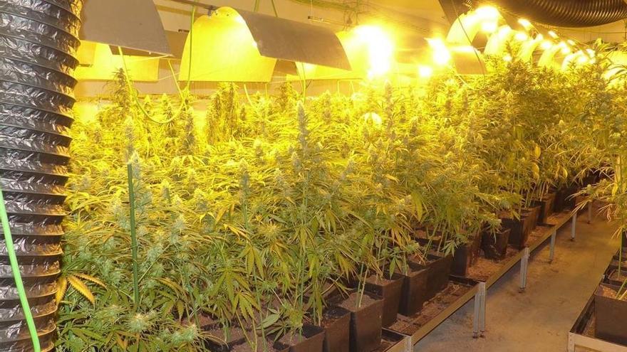 Els agents van localitzar quatre cultius de marihuana en funcionament amb 1.600 plantes