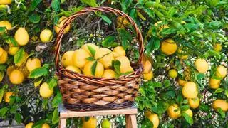 Los expertos en jardinería lo tienen claro con el limonero: “La luz y el riego son claves para que dé buenos limones”