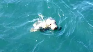 La foca gris varada en una playa de Asturias vuelve al mar tras recuperarse en el Acuario de Gijón