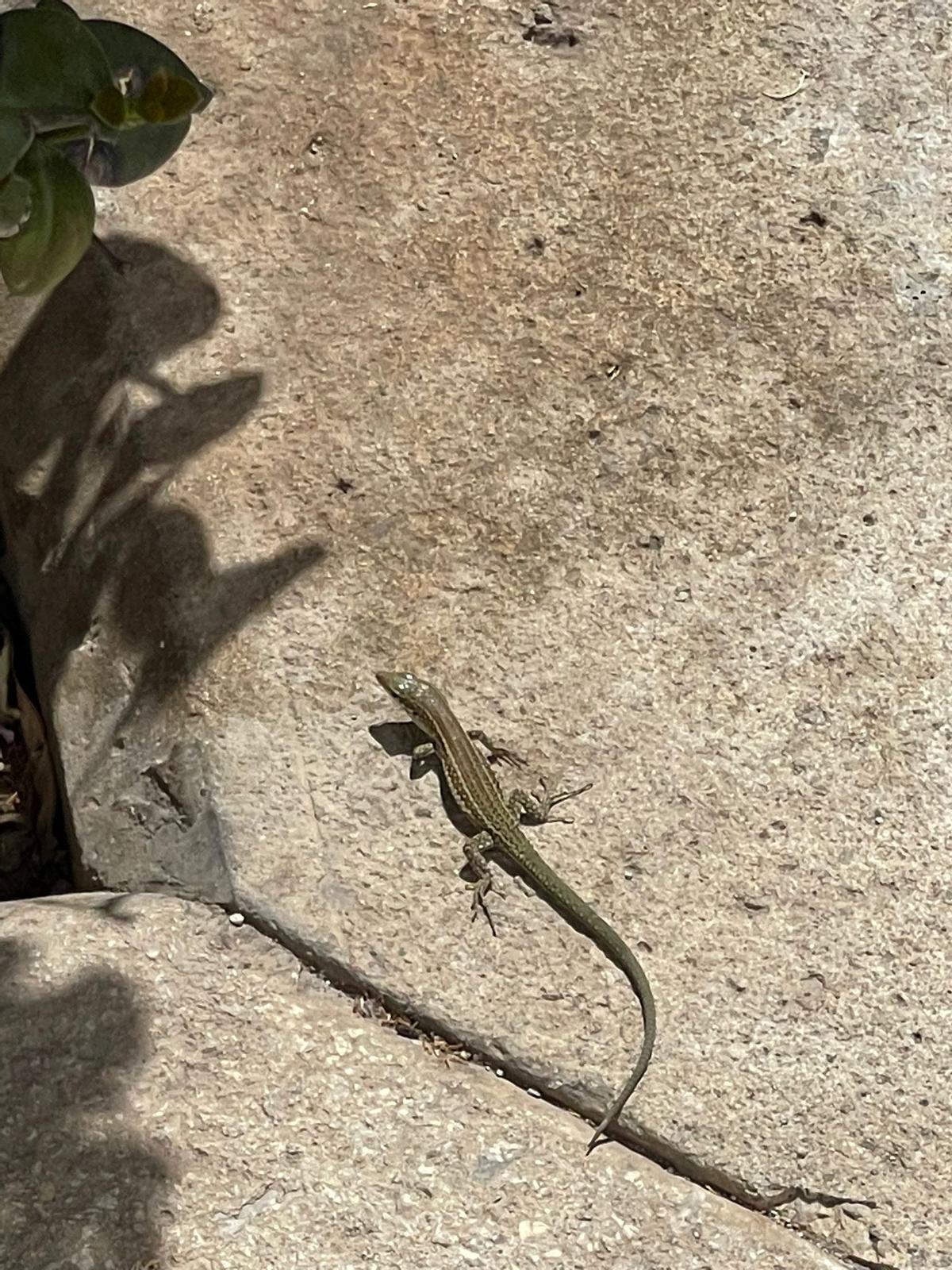 Una sargantana abandona uno de los matorrales de la barriada