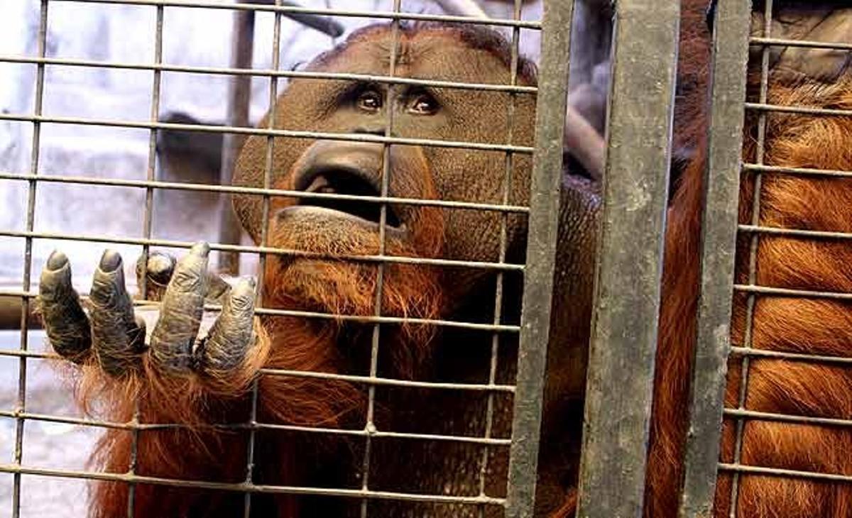 Un orangutan demana menjar als visitants des de la seva gàbia en un centre comercial a Bangkok (Tailàndia). Es tracta d’un dels dos-cents animals, inclosos un goril·la, un pingüí, diversos tigres i óssos, que viuen en una mena d’arca de Noè utilitzada de reclam per la gran superfície.