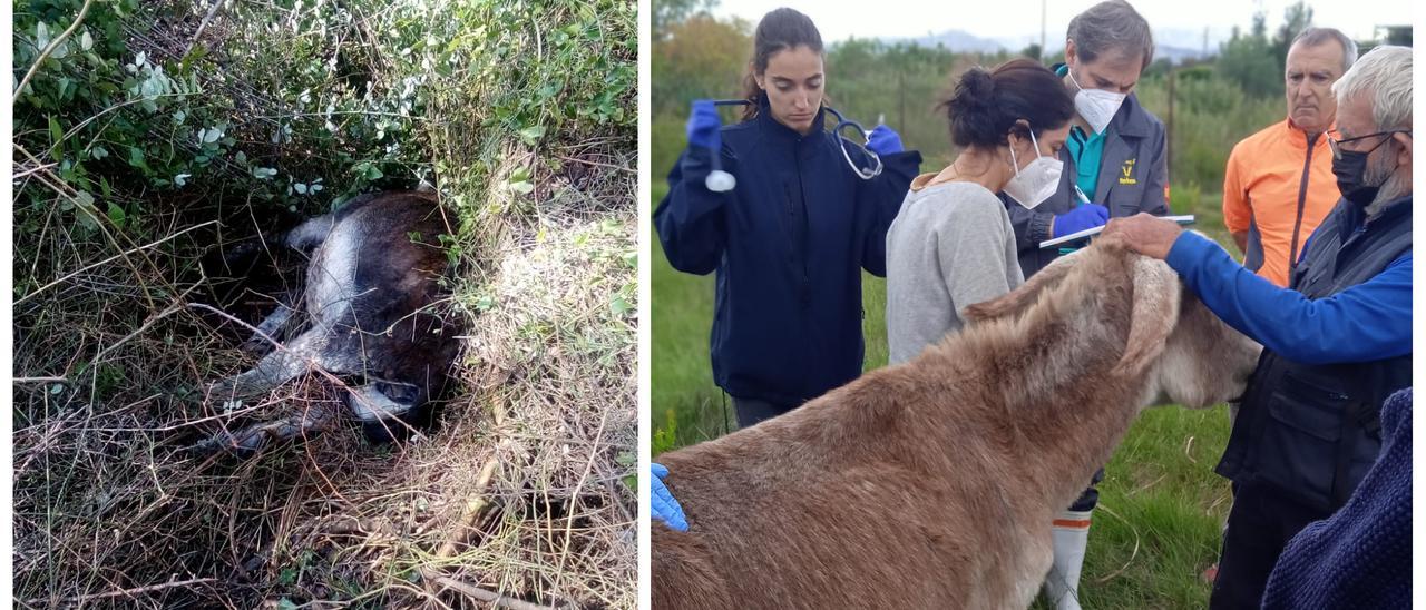 A la izquierda, foto de un burro que el ganadero encontró muerto en un barranco. A la derecha, veterinarios de Conselleria haciendo pruebas a uno de los asnos vivos de su propietario, en el Grau de Castelló.