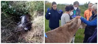 Posible sabotaje en la muerte de los burros y la Conselleria analiza si fueron envenenados