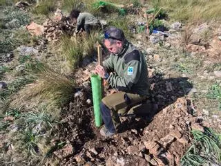 FOTOS | La reforestación del Parc de Llevant, en imágenes