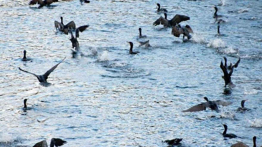 Una bandada de cormoranes en el río Ulla. // www.asorillasdoulla.com