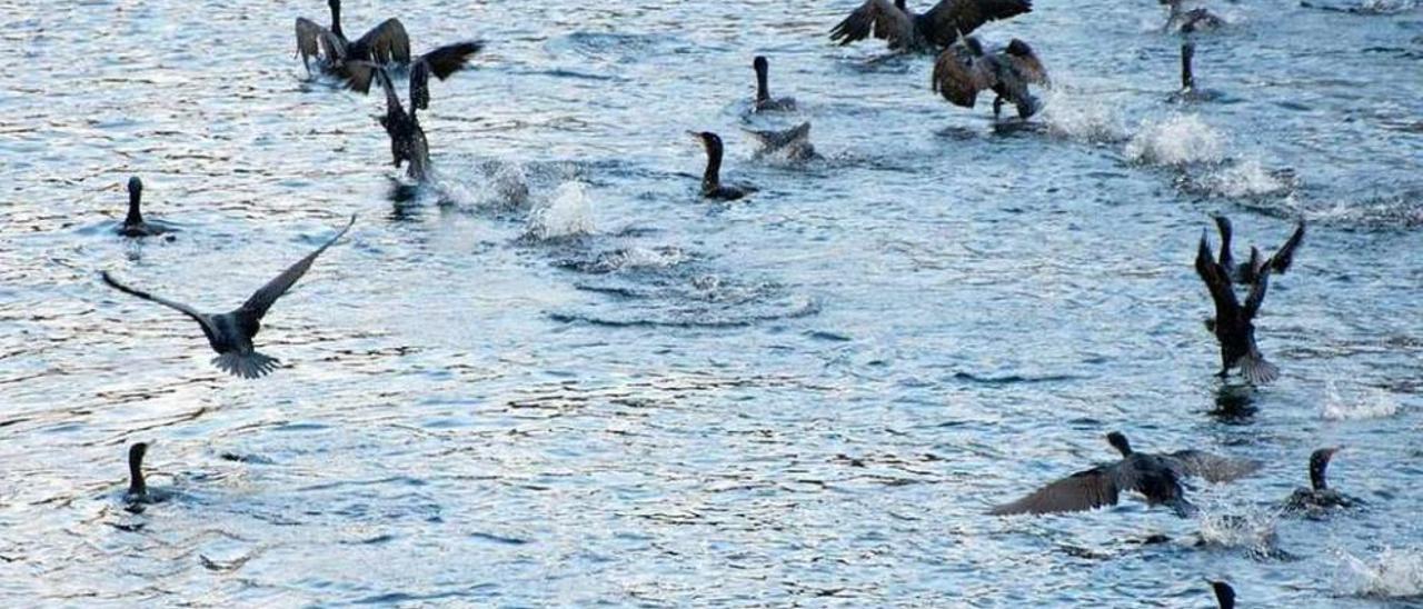 Una bandada de cormoranes en el río Ulla. // www.asorillasdoulla.com