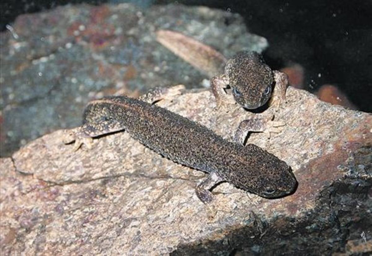 Poquíssims exemplars 8 Dos tritons del Montseny, espècie catalana que s’intenta salvaguardar. Poquíssims exemplars 8 Dos tritons del Montseny, espècie catalana que s’intenta salvaguardar.