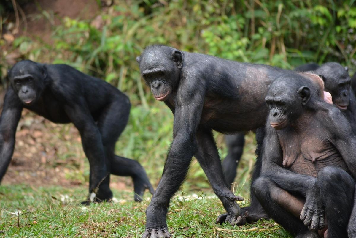 Un grupo de bonobos