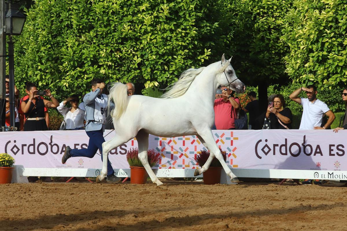 La última jornada del Otoño del Caballo en imágenes La última jornada del Otoño del Caballo en imágenes