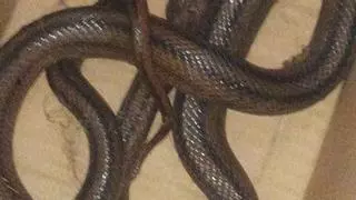 La Guardia Civil captura una serpiente de dos metros en una vivienda de Belmez