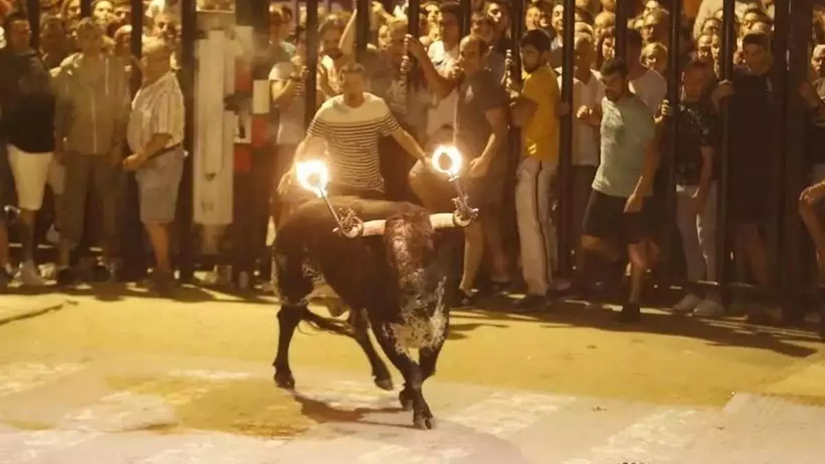 Milagro en los 'bous' de la Vall: Un aficionado salva la vida tras sufrir una cornada en la zona de la mandíbula