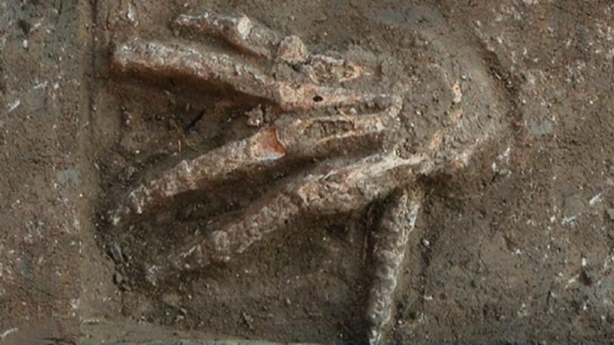 Una de las manos amputadas en un horrendo ritual realizado hace más de 3.500 años.