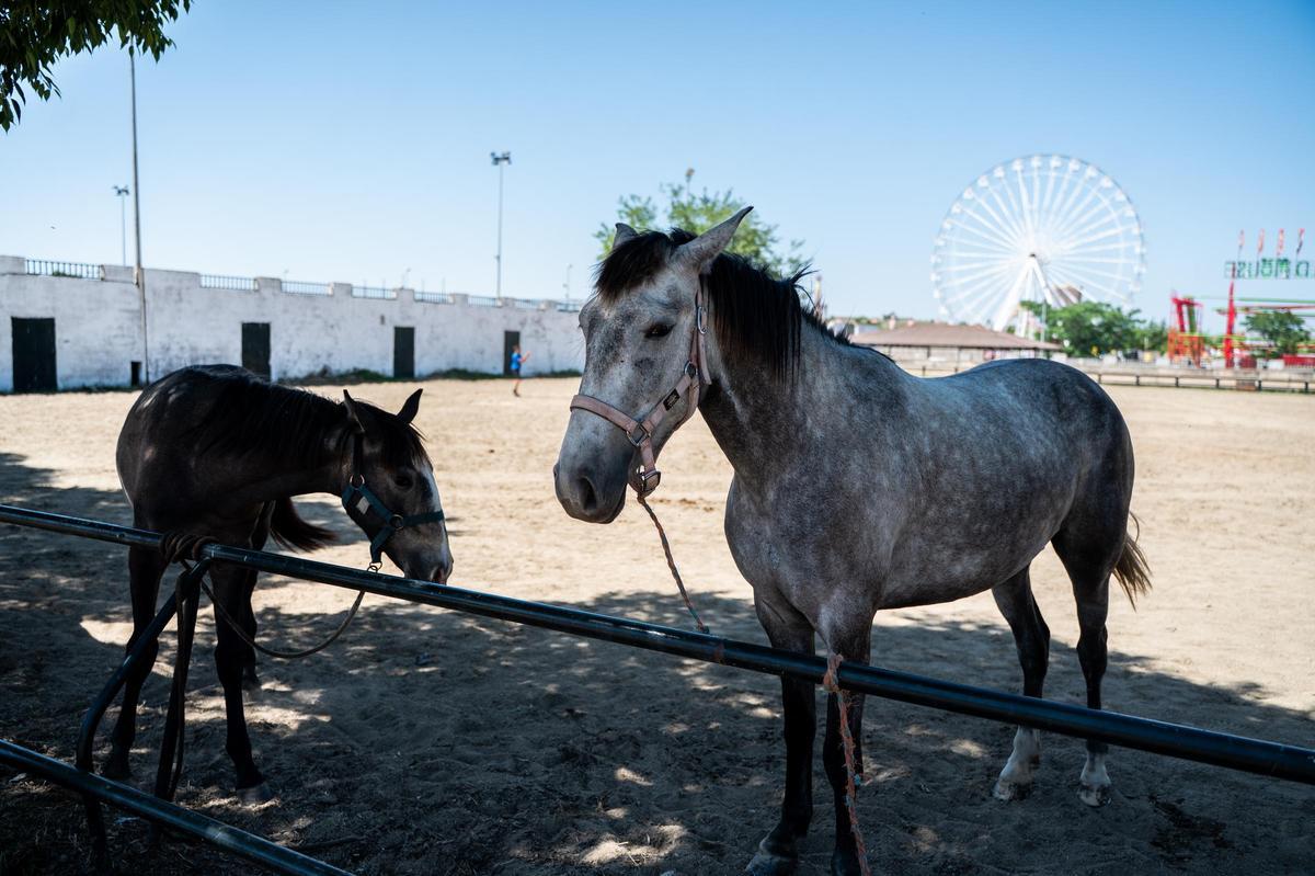 Galería | Feria de ganado en Cáceres