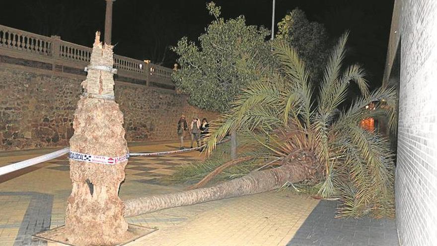 Cae una palmera de ocho metros en pleno centro de Segorbe en Carnaval