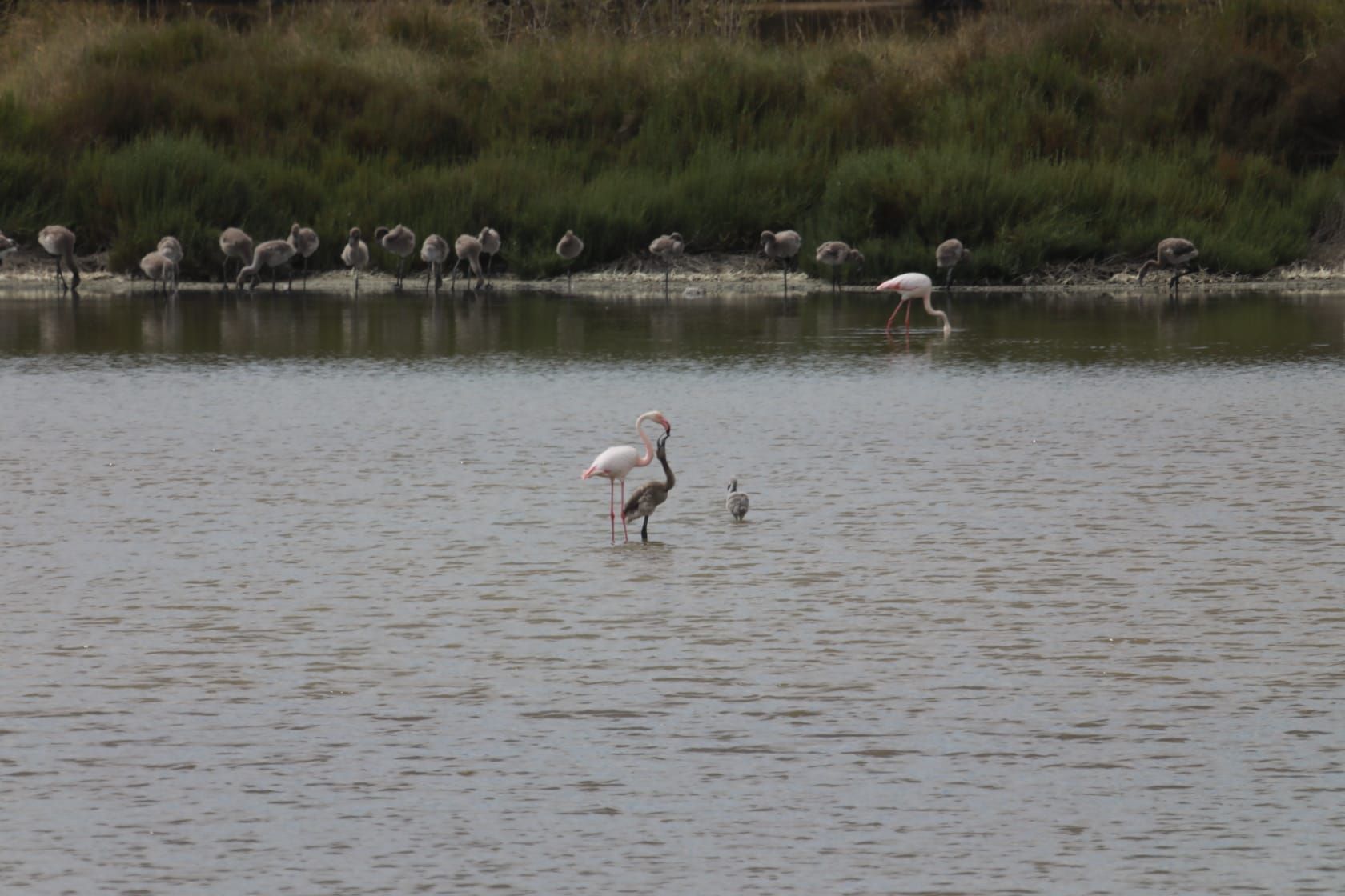 Las guarderías de flamencos en l'Albufera