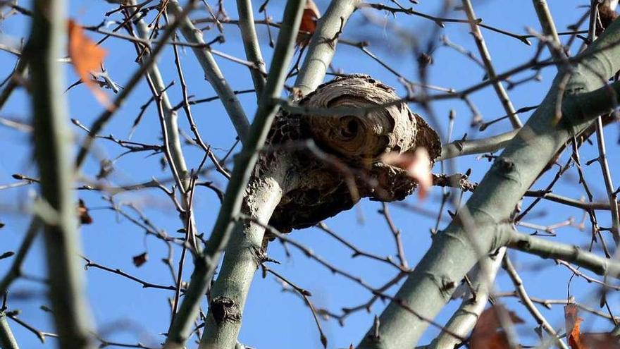 Un nido de avispa asiática en un árbol.