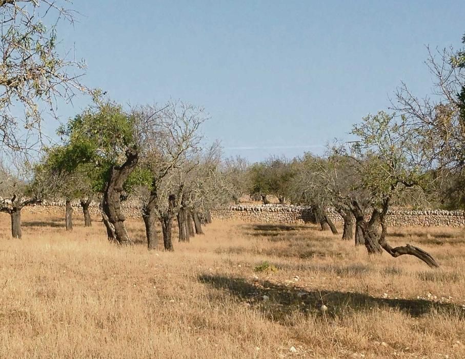 Santa Margalida: Los árboles más viejos ya han sucumbido