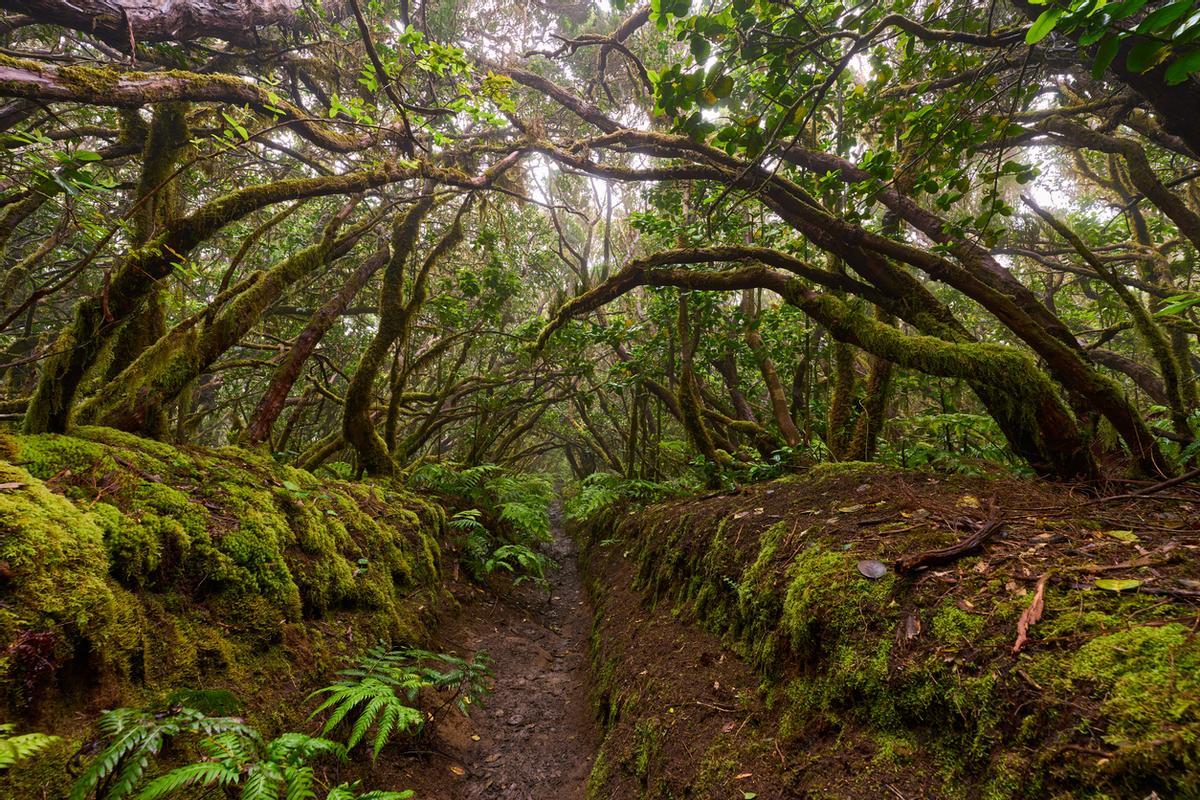 Anaga es el bosque encantado de Tolkien.
