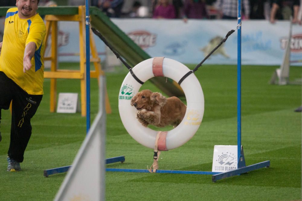 La Mascotada da brillo a Expocachorro