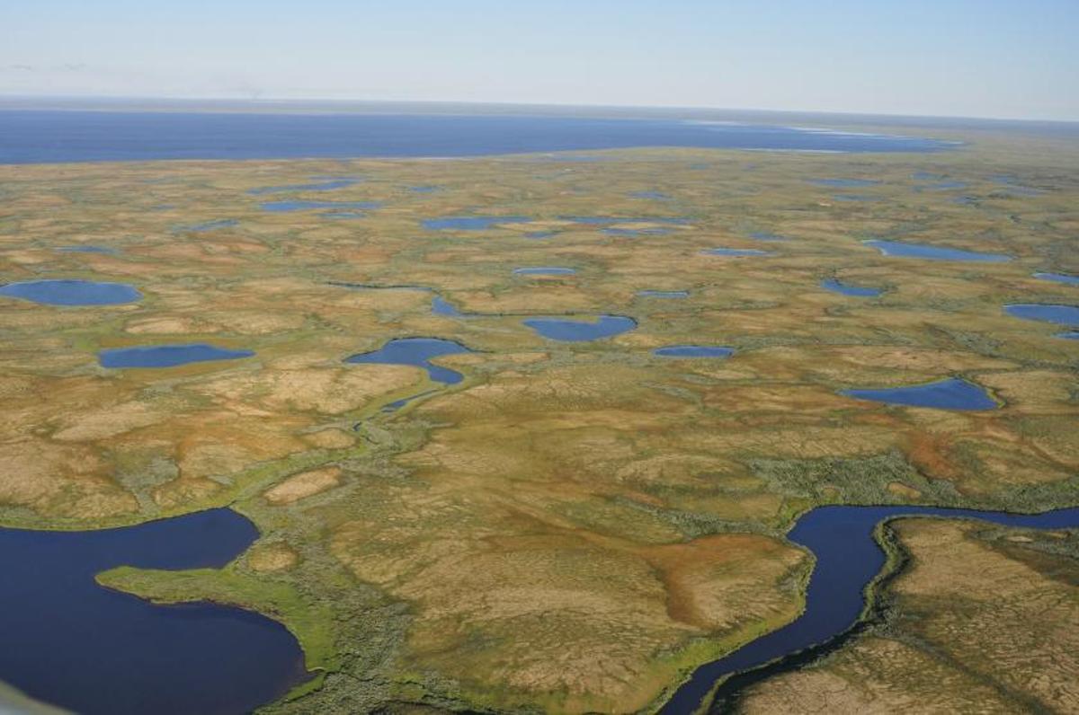 Turberas de permafrost con depresiones lacustres.