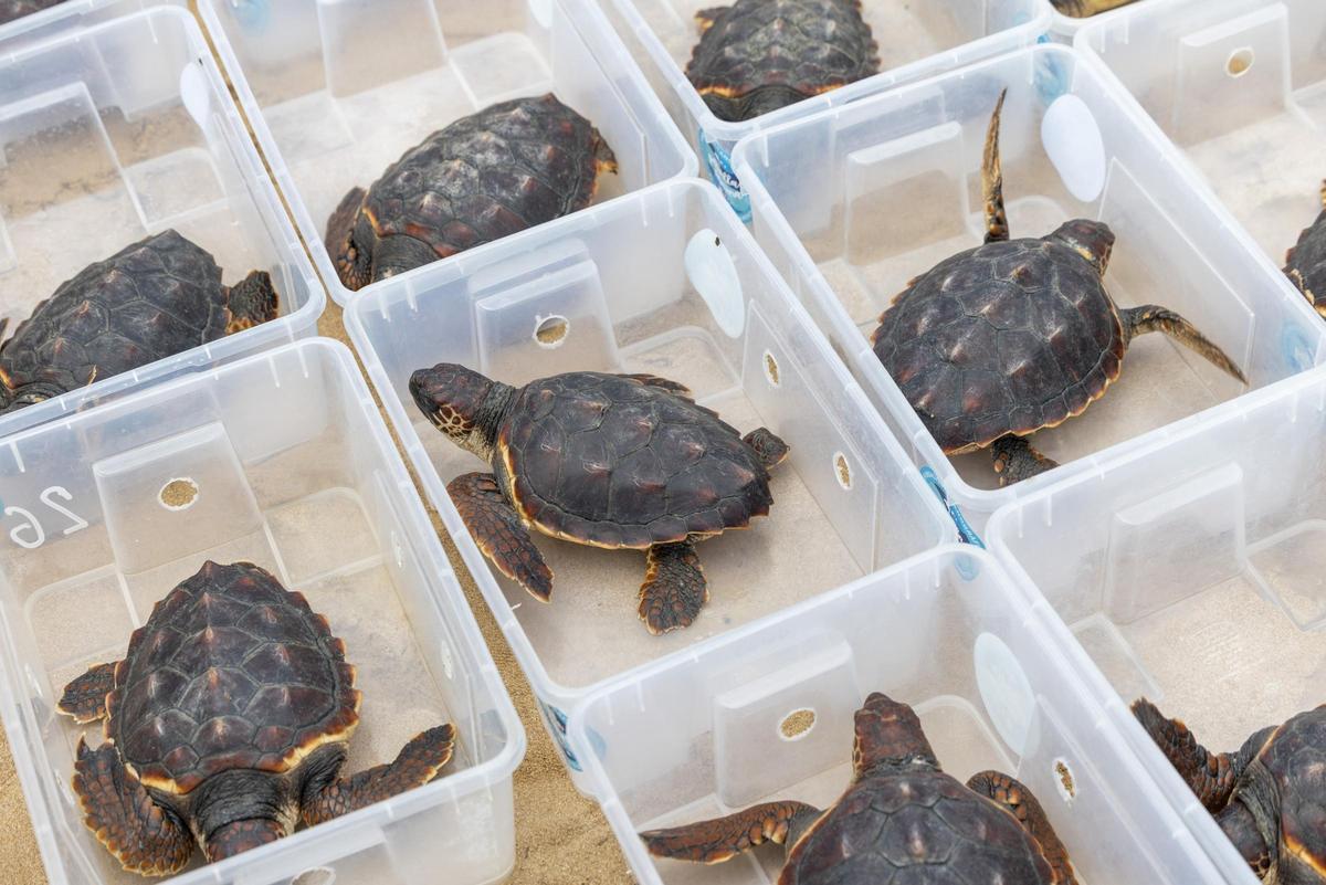 Algunos de los ejemplares que se han soltado en la playa de La Mata de Torrevieja