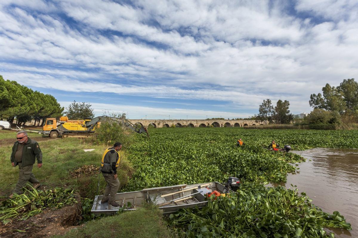 Brigadas retirando jacinto de agua en el Guadiana