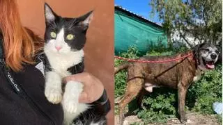 Truski y Trusko, el perro y gato inseparables, buscan un nuevo hogar tras la detención de su dueño