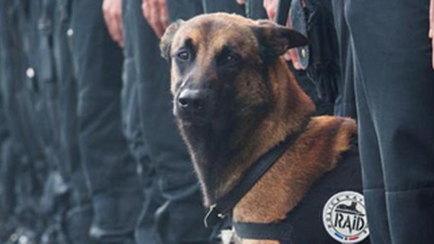 Un perro policía francés durante un desfile