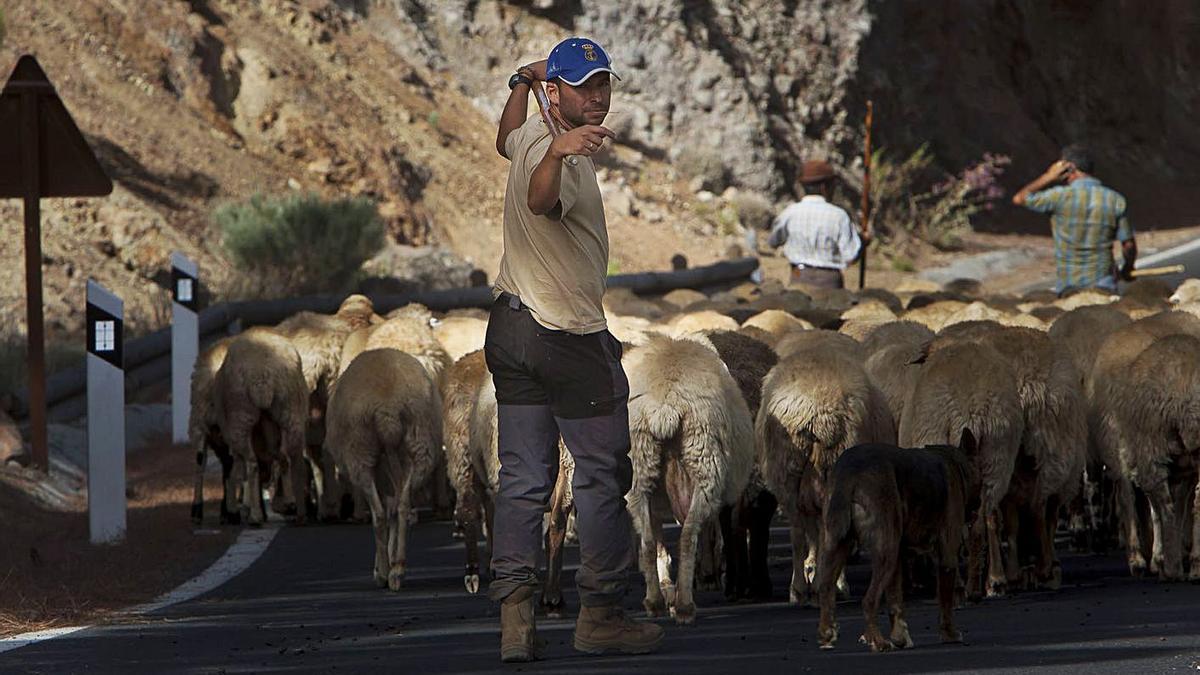 Ganado de ovejas en trashumancia en el interior grancanario. | | LP/DLP