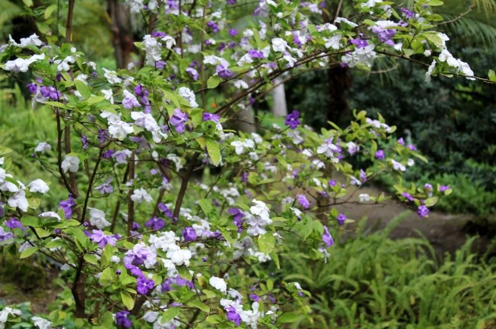 Floración en el Jardín de La Concepción.