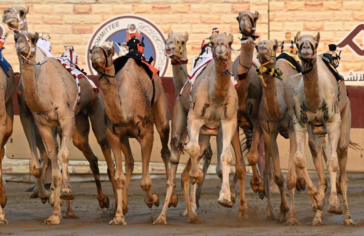 Carrera de camellos con jinetes-robot en Al Sheehaniya (Doha).