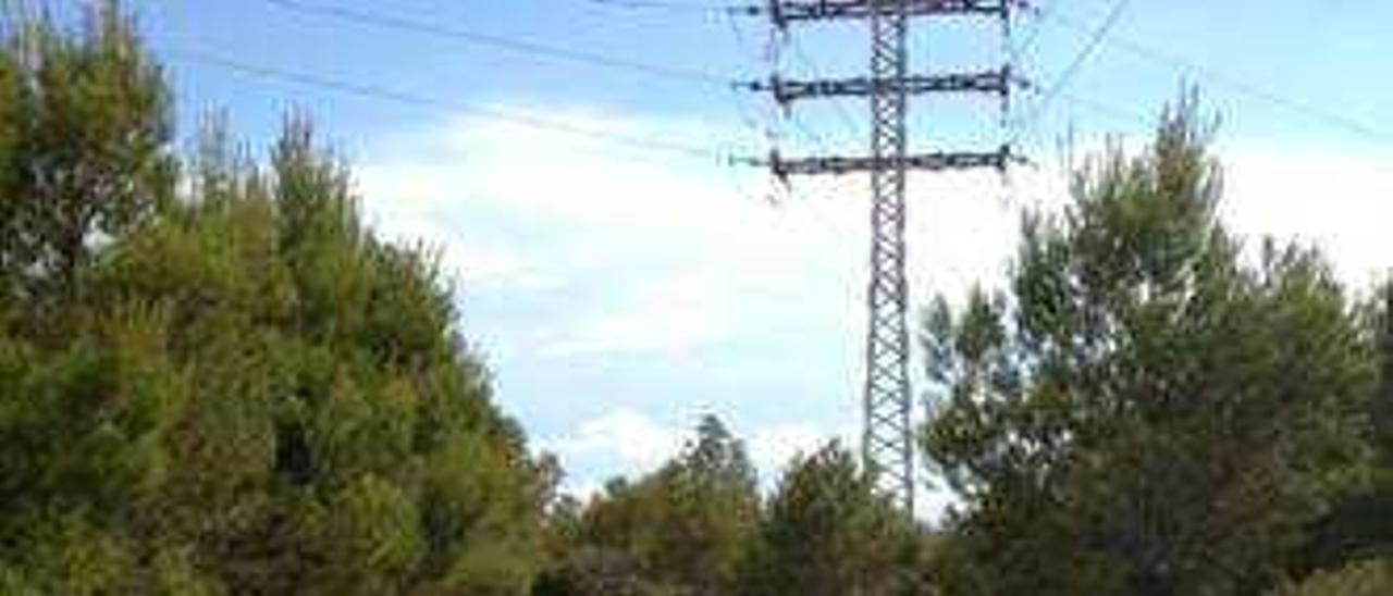 Críticas vecinales a la tala de decenas de pinos ubicados enfrente del cementerio