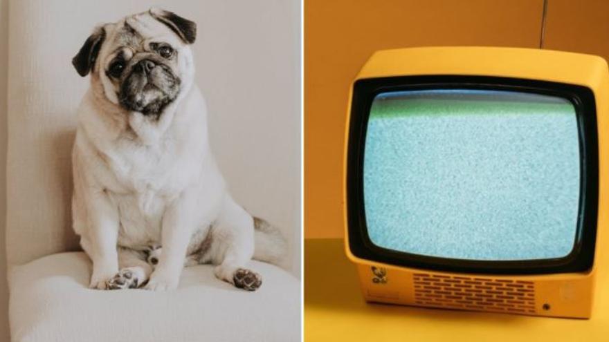 Por qué los perros miran atentamente la televisión