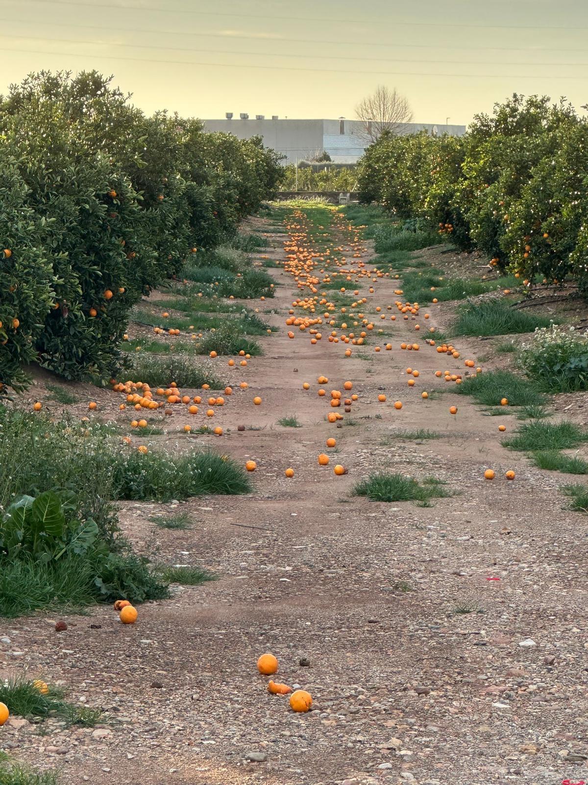 Naranjas caídas por las fuertes rachas de viento.