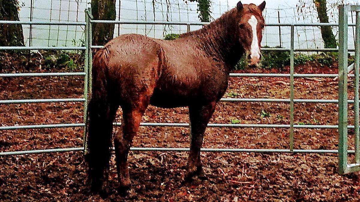 El único caballo capturado en Forcarei que no es de O Santo pero que también se derivó a Sabucedo.