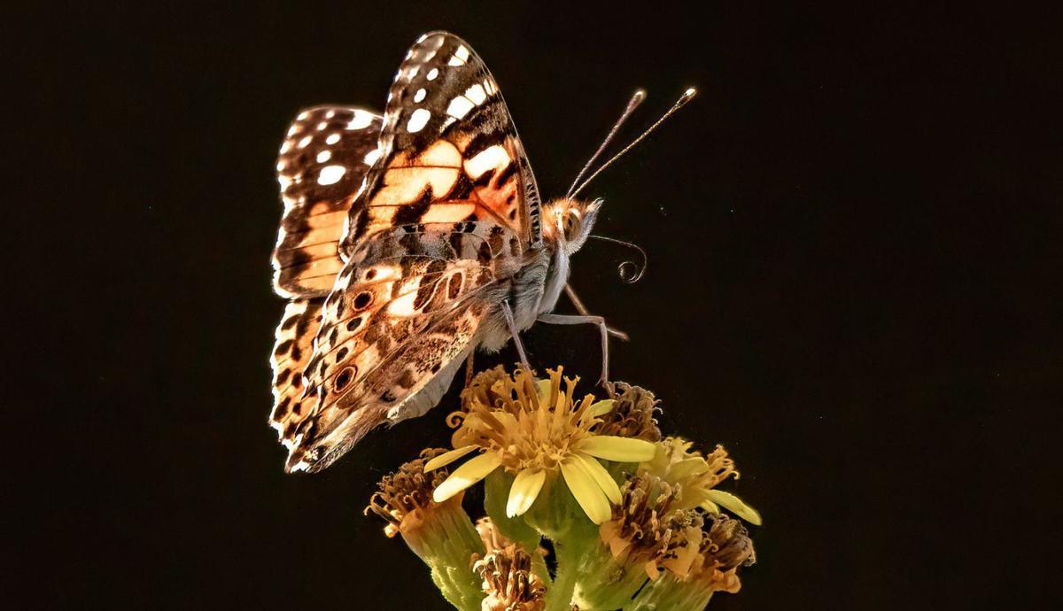 ‘Migradora dels cards’ (’Vanessa cardui’). / R. D.