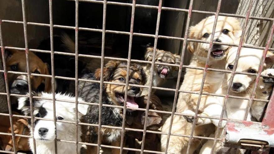 Una de las jaulas para perros que hay en el Centro Municipal de Zoonosis en la pedanía de La Albatalía.
